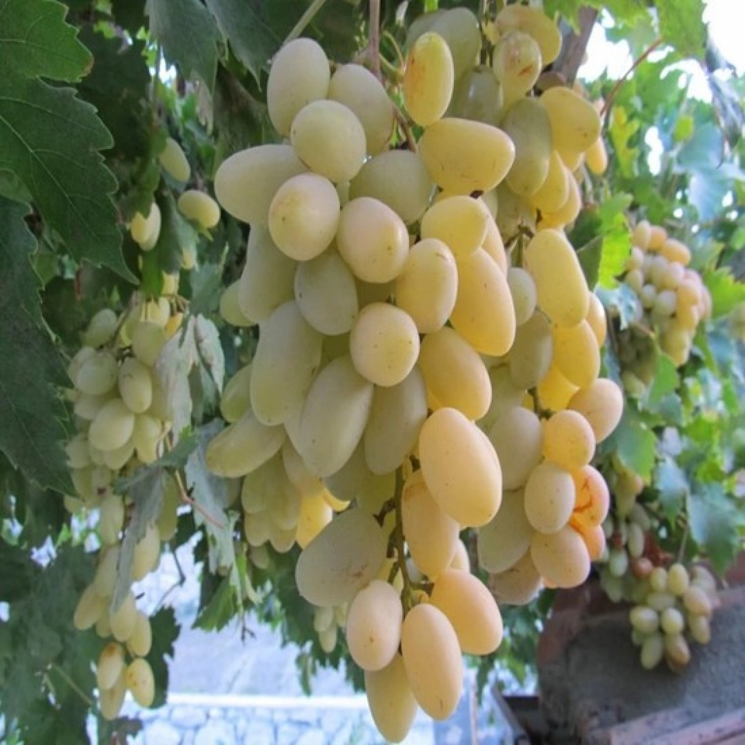 Çavuş Üzüm