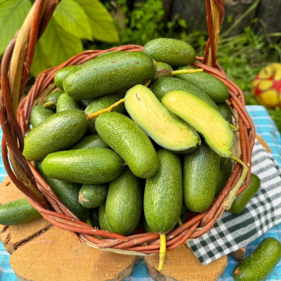 Beybi Avokado Paket