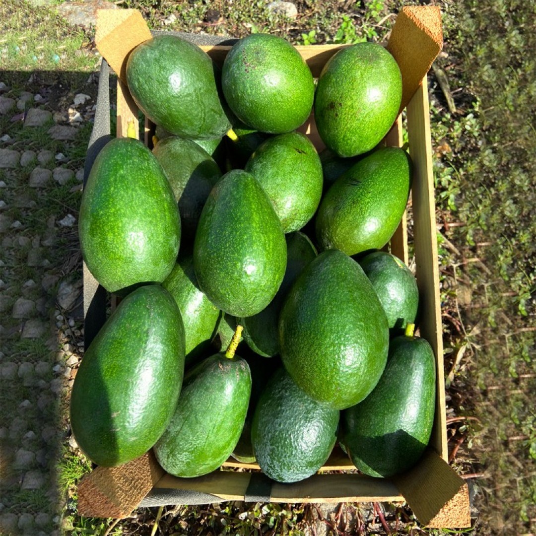 Alanya Avokado (10'lu)
