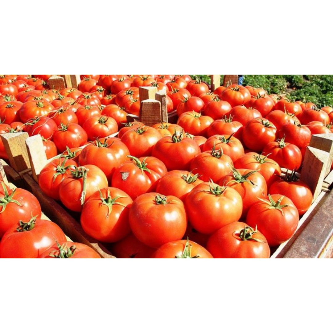 Antalya Domates 500 gr
