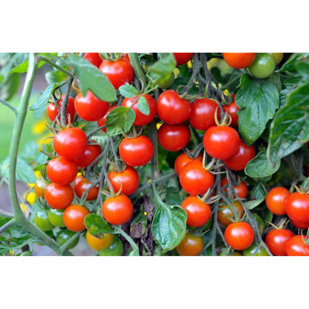Cherry Domates (500 g)